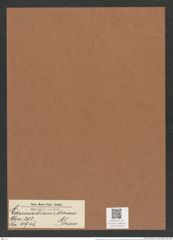Coscinodiscus divisus Grun. (de-Toni-Nr.: Genus 202, Species 4946) Zeichnungen Sammlung Grunow Mappe 04769 (Herbarium_W_Grunow_drawings_Folder_04769)